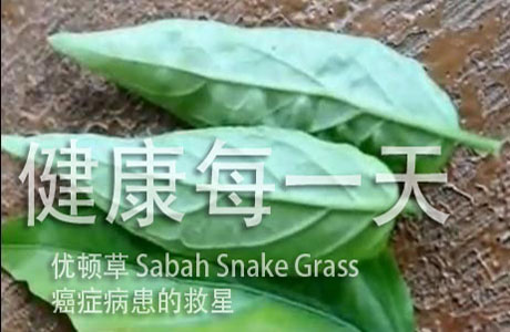 sabah snake grass 优顿草 Sabah Snake Grass,癌症病患的救星-健康每一天